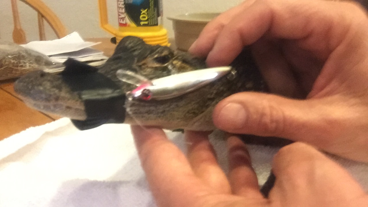 snake reptiles pictures Saving Gator with Hook in its Eye 