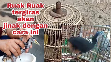 cara menjinakkan ruak ruak yang paling giras sekalipun, begini caranya l how to tame the crow