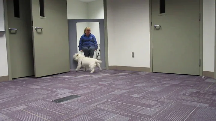 Empathy Dog Study: Crying Condition- Dr. Julia Mey...