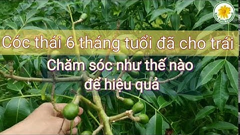 Chăm sóc cây cóc thái sau 6 tháng @lamvuonchannel8300