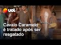 Cavalo Caramelo é tratado em hospital veterinário depois de ser resgatado no Rio Grande do Sul