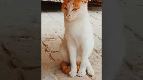 Video 7491071: funniest hilarious cat dog, animals funniest cats dogs