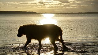 Do Irish Wolfhounds Shed?