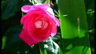 Fethullah Gülen: Her Şey Senden