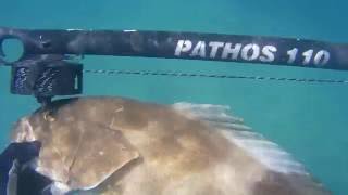 Cernia, İstire, Mootled, White Grouper / Antalya