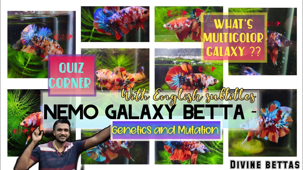 Nemo Galaxy Betta| Multicolor galaxy koi|Genetics and Mutation|Growth stages| Divine Bettas