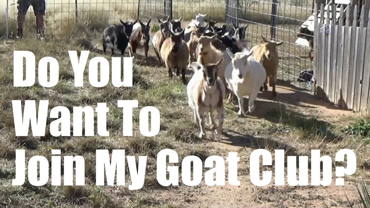 Southern Arizona Dairy Goat Association YouTube