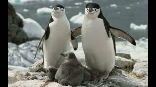 Adem Aydas Insan Insan Degil Resimi