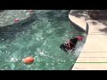 Teaching a dog to stop in water