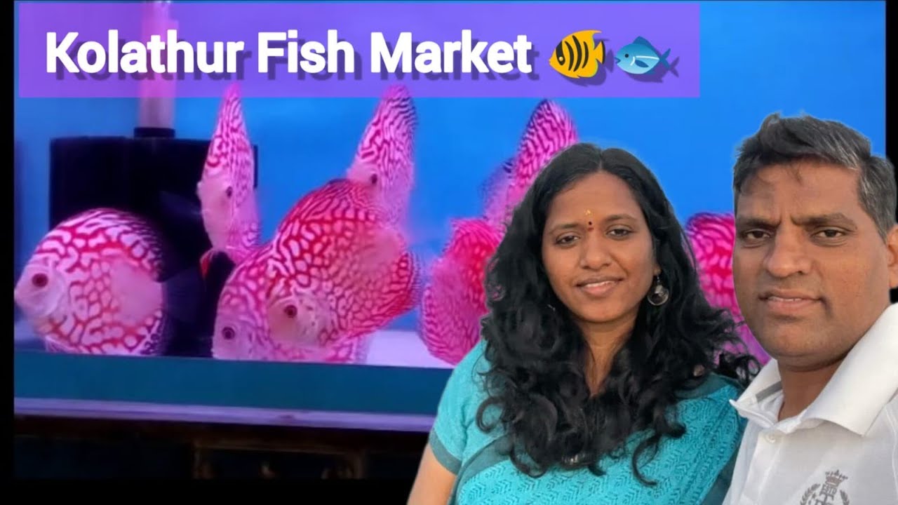 Kolathur Fish Market Tour YouTube Kolathur Fish Market Tour YouTube