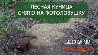 Лесная куница.  Снято на фотоловушку. Природа России