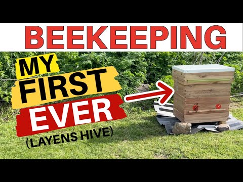 Beekeeping: How To Install Bees In A Layens Hive