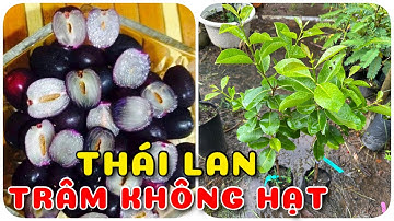 Cây Trâm không hạt nhập khẩu Thái Lan | 0386569374 - Ngọc Ngân Bến Tre | Chuyên cây độc lạ