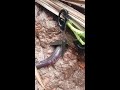 Simple DIY Snake Trapping Latest Ideas 2025 Snake Animals Cobra Trending Shortvideo Wildlife Simple DIY Snake Trapping Latest Ideas 2025 Snake Animals Cobra Trending Shortvideo Wildlife