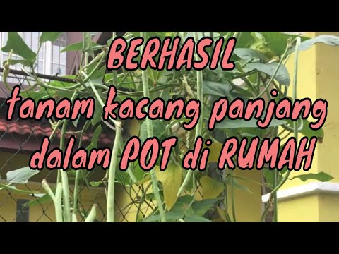 Video: Bisakah kacang semak ditanam dalam pot?