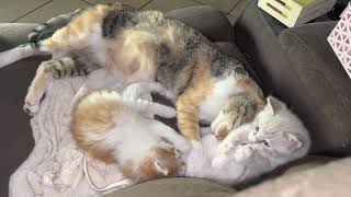 No words To Describe The Love Of A Mother Cat Full Video by CUTE  FUNNY ADORABLE ANIMALS 26 views 2 years ago 5 minutes, 53 seconds