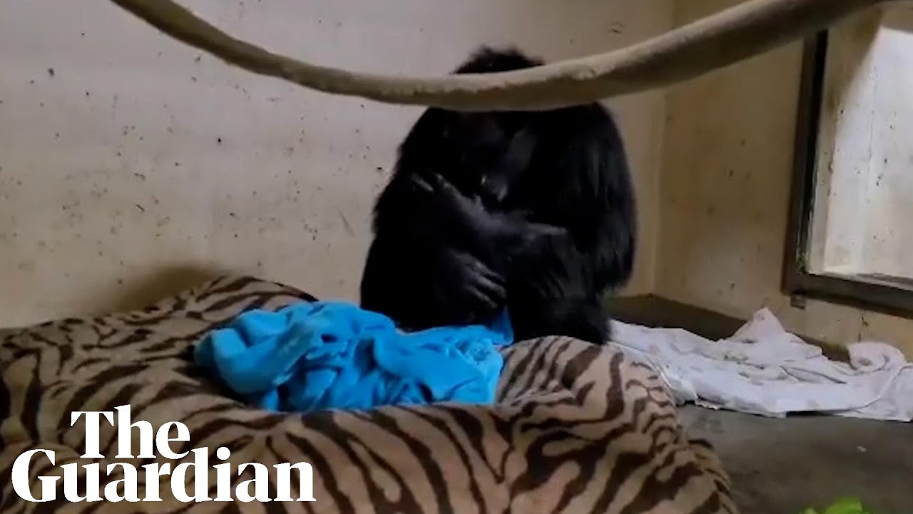 Emotional moment chimpanzee mother reunited with her baby