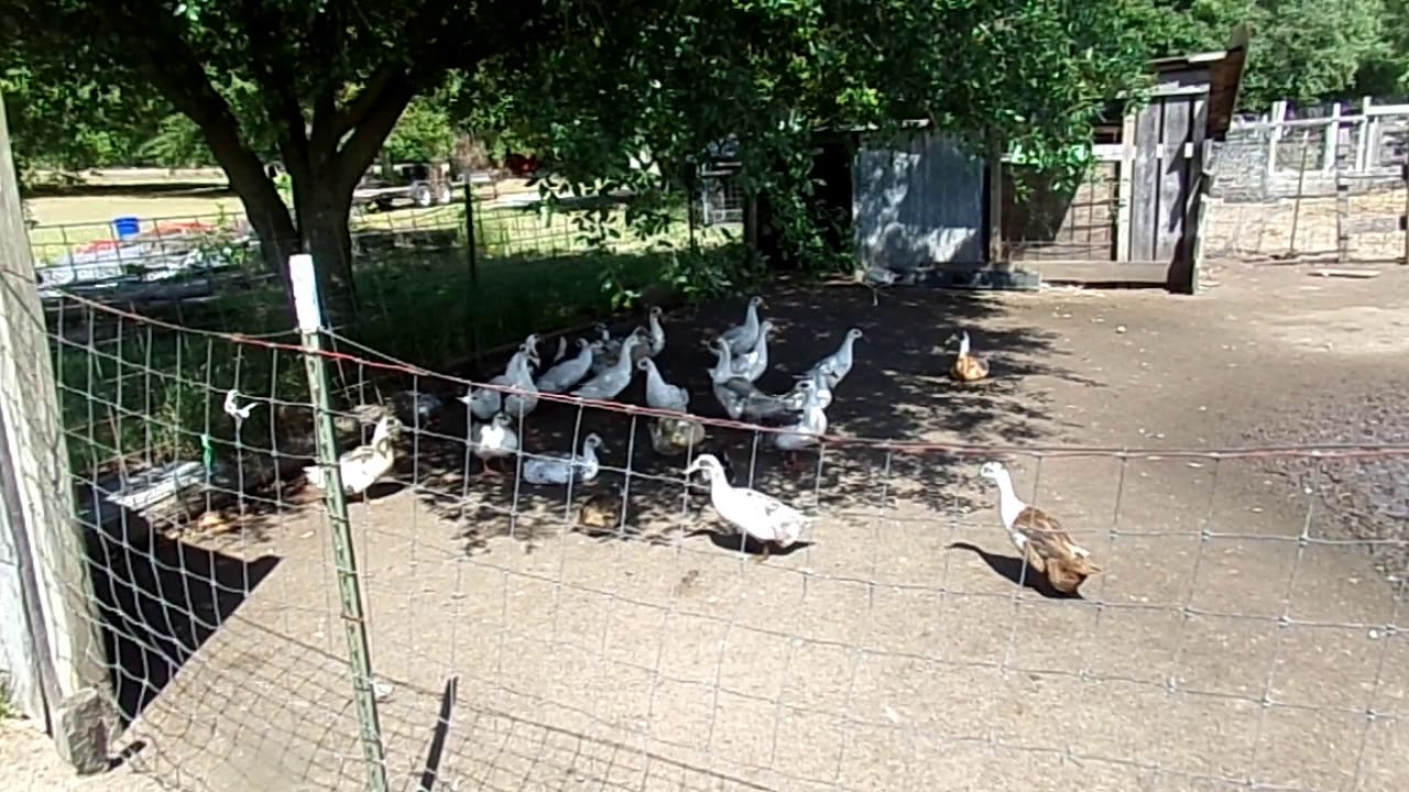Ancona Ducks
