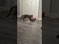 Why is my sister’s cat playing fetch… #catlife #funnycat #catplayingfetch #fetchcat