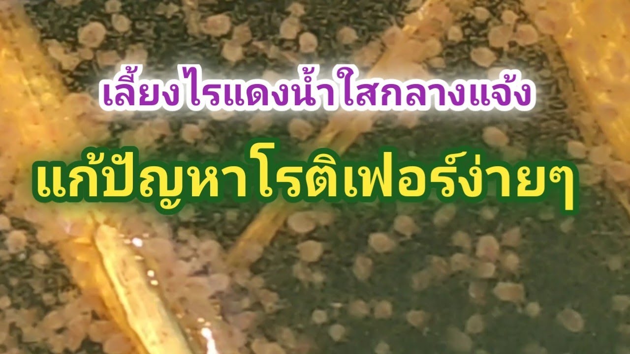 #โรติเฟอร์ในไรแดงน้ำใสที่เลี้ยงแบบเปิด#แก้ไขได้ง่ายๆ#อาหารเลี้ยงไรแดงน้ำใส