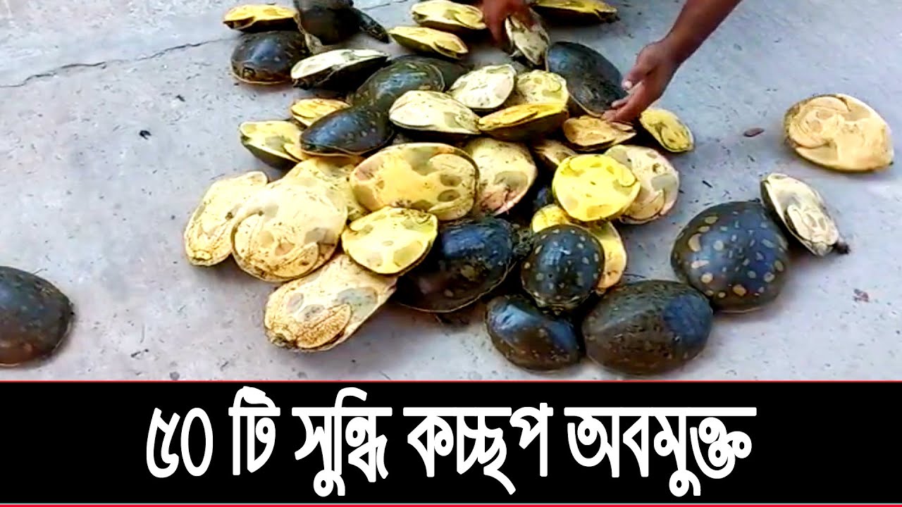 ৫০ টি সুন্ধি কচ্ছপ অবমুক্ত | 50 Sundi turtles are released - YouTube