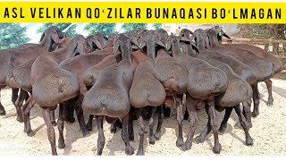 ASL GIGANT QOʻZILAR KELDI SHOSHILAMIZ SONI CHEKLANGAN