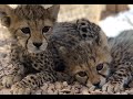 International Cheetah Day 2020. CCF's Dr Laurie Marker in Somaliland. Cheetah TV