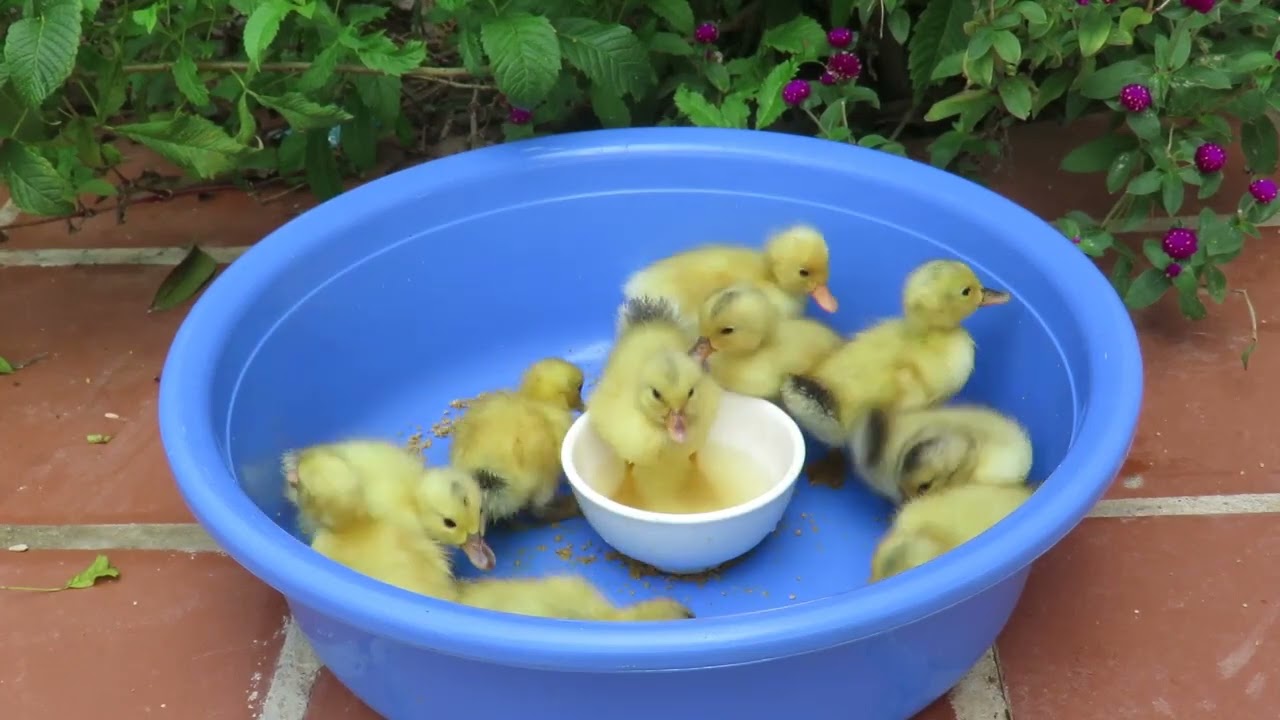New Lovely Yellow Baby Ducks Eating Feed/Swimming YouTube