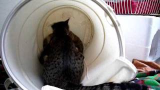 決戦！　ランドリーバスケット！