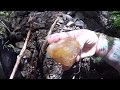 Rockhounding - Carnilien Agate and Petrified Wood HUNT