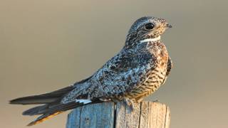 Voices: Common Nighthawk