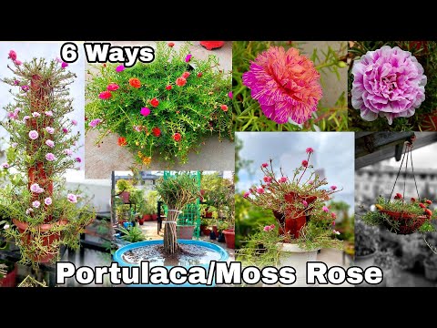 6 Smart ideas to grow portulaca/ Moss rose / 9 O&rsquo;Clock plant
