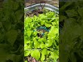 Veggie Garden Update