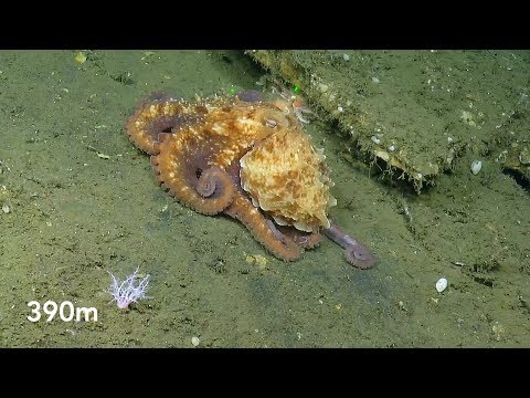 Seafloor Swarming, Crawling, and Camouflaging in Greater Farallones NMS | Nautilus Live