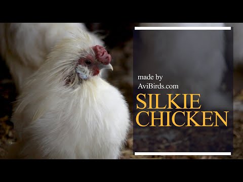 Video: Koks Paukštis Yra Kinijos šilko Vištiena