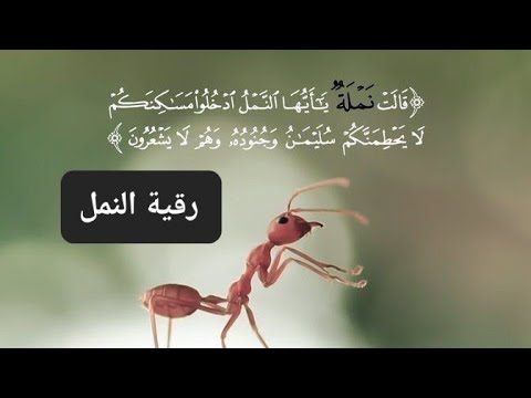 رقية النمل في البيت والجسد واخراجه باذن الله