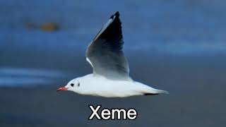 xeme 萨宾海鸥 北极鸥 极北欧
