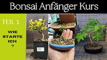 Was macht einen Bonsai aus?