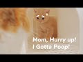 Mom Hurry Up! I Gotta Poop! Baby Kitten First Poo - Day 42 @ Baby Kittens Day 1 to Day 100 Vlogs