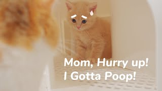 Mom Hurry Up! I Gotta Poop! Baby Kitten First Poo  Day 42 @ Baby Kittens Day 1 to Day 100 Vlogs