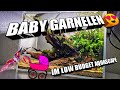 Baby Garnelen im Low Budget Aquascape / Aquarium! Algen verschwinden!