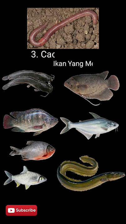 5  Umpan Alami ‼ Untuk Mancing Di Sungai Dan Danau | Dua  Kail