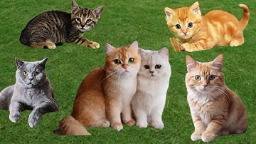 kucing lucu ANAK KUCING MEONG MEONG - kucing meong meong - kucing kawin - KUCING PERSIA LUCU