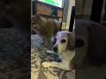 16 y/o dogs like to relax when the kids are getting bath