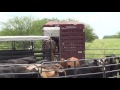 South Texas Cattle at the LHK Ranch (drop-off)