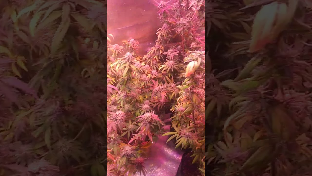 Guru and Blue Dream last week of flowering