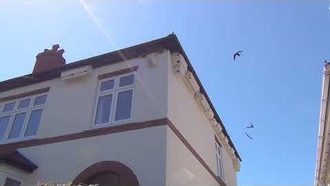 Swifts banging on boxes 21st July 2020