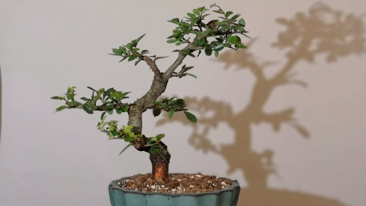 Chinese Elm first repot 1 year old commercial bonsai acclimatised to