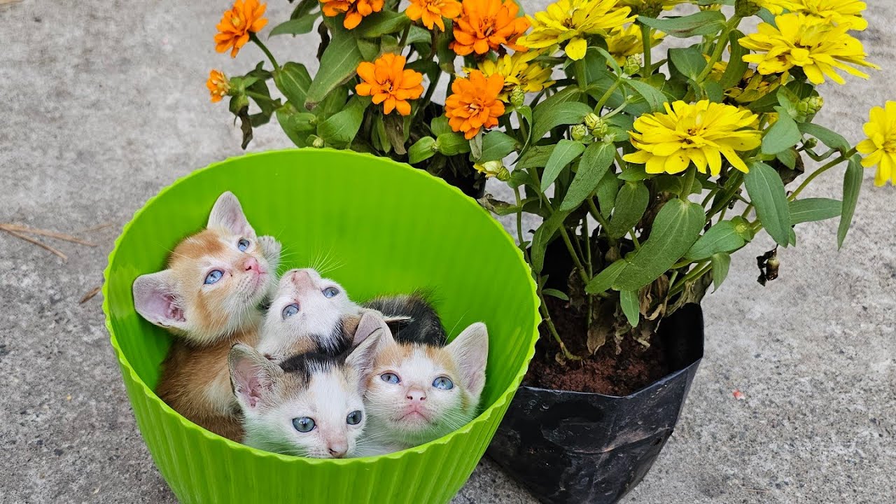 Cute kittens exploring nature 