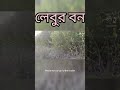 লেবুর বন।